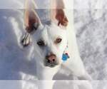 Small #3 Labrador Retriever Mix