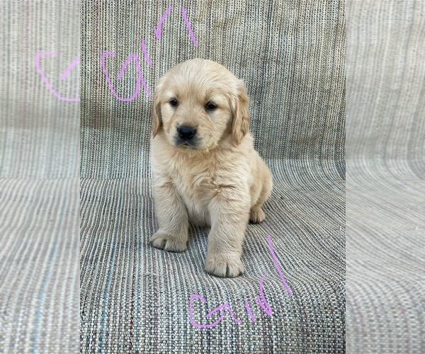 Medium Photo #7 Golden Retriever Puppy For Sale in OROVILLE, CA, USA