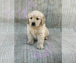Small Photo #7 Golden Retriever Puppy For Sale in OROVILLE, CA, USA