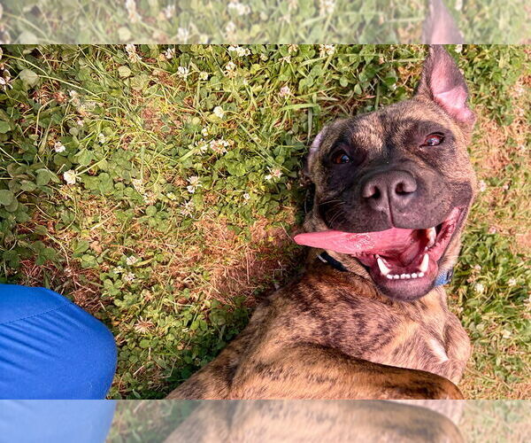 Medium Photo #2 Mutt Puppy For Sale in Weaverville, NC, USA