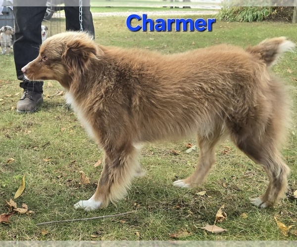 Medium Photo #1 Miniature Australian Shepherd Puppy For Sale in FREMONT, MI, USA