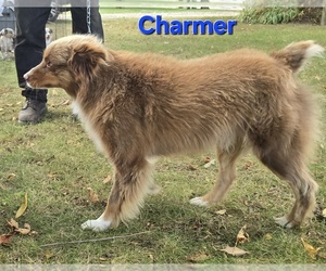 Miniature Australian Shepherd Puppy for sale in FREMONT, MI, USA