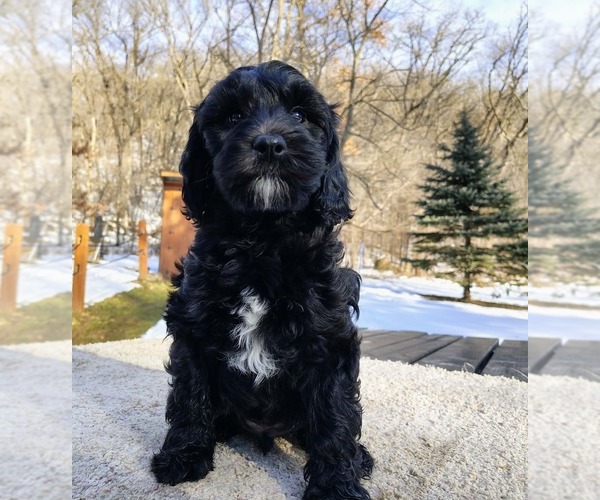 Medium Photo #3 Cavapoo (Miniature)-Saint Berdoodle Mix Puppy For Sale in MILLVILLE, MN, USA