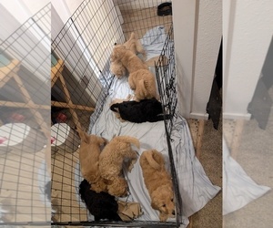 Goldendoodle Puppy for Sale in ASHFORD, Washington USA