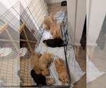 Image preview for Ad Listing. Nickname: Litter of 8