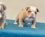 Small #5 English Bulldog