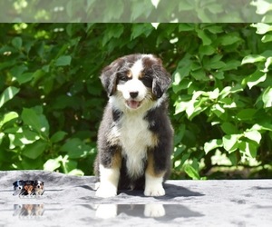 Australian Shepherd Puppy for sale in EASTON, MO, USA