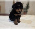 Small #4 Goldendoodle (Miniature)