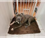 Small Photo #2 American Pit Bull Terrier Puppy For Sale in Oakhurst, NJ, USA