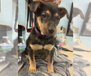 Australian Shepherd-Rottweiler Mix Dogs for adoption in Amarillo, TX, USA