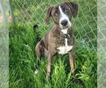 Small #10 Boxer-Plott Hound Mix