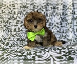Small YorkiePoo