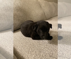 Australian Cattle Dog-Labrador Retriever Mix Puppy for sale in TROY, MI, USA