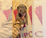 Puppy Moses American Bully-Cane Corso Mix
