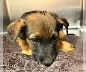 German Shepherd Dog-Unknown Mix Dogs for adoption in Rancho Cucamonga, CA, USA
