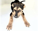 Small Doberman Pinscher-German Shepherd Dog Mix