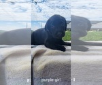 Small #9 Labrador Retriever
