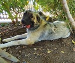 Small Photo #24 Anatolian Shepherd-Great Pyrenees Mix Puppy For Sale in AGOURA HILLS, CA, USA