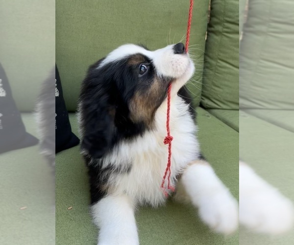 Medium Photo #38 Miniature Australian Shepherd Puppy For Sale in LA CANADA FLINTRIDGE, CA, USA