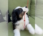 Small Photo #38 Miniature Australian Shepherd Puppy For Sale in LA CANADA FLINTRIDGE, CA, USA