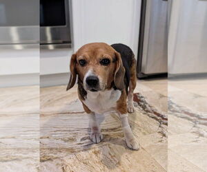 Beagle Dogs for adoption in Tampa, FL, USA