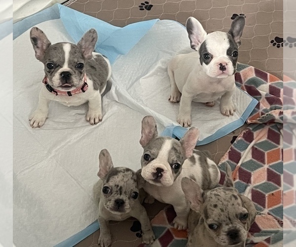 Medium Photo #6 French Bulldog Puppy For Sale in VICTORVILLE, CA, USA
