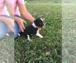 Small Photo #2 Border Collie Puppy For Sale in BROWNSVILLE, TN, USA