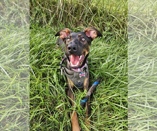 Medium Photo #4 Doberman Pinscher-German Shepherd Dog Mix Puppy For Sale in Roxboro, NC, USA