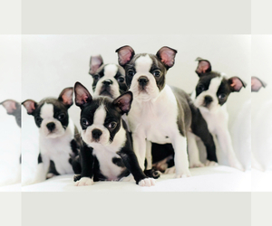 Boston Terrier Puppy for Sale in YUCAIPA, California USA