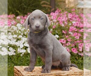 Labrador Retriever Puppy for sale in MORGANTOWN, PA, USA