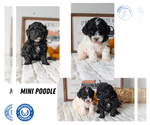 Small #14 Poodle (Miniature)
