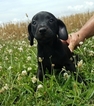 Small Patterdale Terrier