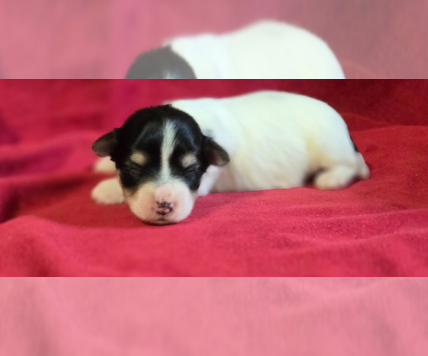 Medium Photo #1 Morkie Puppy For Sale in CORNERSVILLE, TN, USA