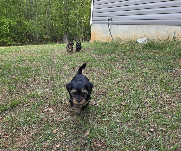 Medium Photo #1 Yorkshire Terrier Puppy For Sale in RHOADESVILLE, VA, USA