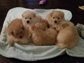 Medium Photo #1 Chiranian Puppy For Sale in ROCHESTER, NY, USA