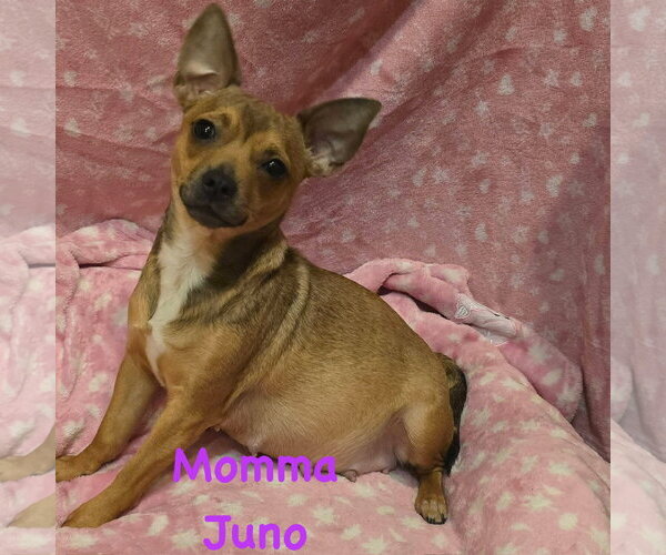 Medium Photo #4 Chihuahua-Unknown Mix Puppy For Sale in Alexander, AR, USA