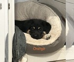 Puppy Puppy 2 Orange German Shepherd Dog