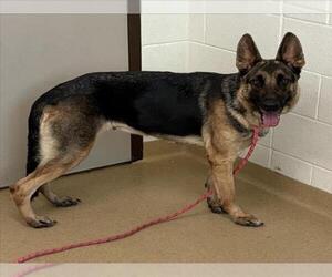 German Shepherd Dog Dogs for adoption in Derwood, MD, USA