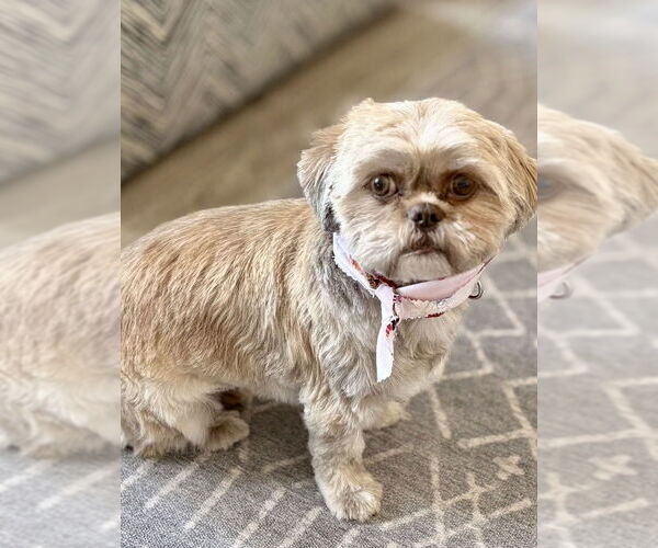 Medium Photo #1 Shih Tzu Puppy For Sale in Omaha, NE, USA