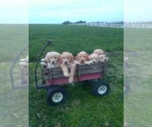 Goldendoodle Puppy for sale in DAYTON, VA, USA