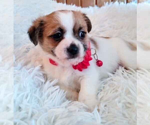 Medium Photo #1 Malchi Puppy For Sale in WOBURN, MA, USA