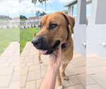 Small #2 Mastiff-Rhodesian Ridgeback Mix
