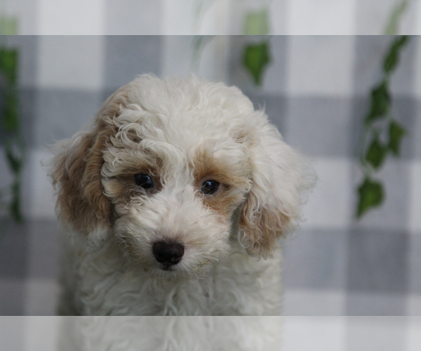 Medium Photo #1 Poodle (Miniature) Puppy For Sale in MARIETTA, GA, USA