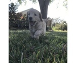 Small Photo #4 Goldendoodle Puppy For Sale in MERRITT IS, FL, USA