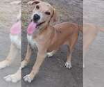 Small #12 American Pit Bull Terrier Mix