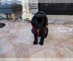 Small Photo #7 Cane Corso Puppy For Sale in MAGNOLIA, TX, USA