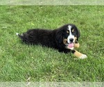 Small Photo #2 Bernese Mountain Dog Puppy For Sale in MIDDLEBURY, IN, USA