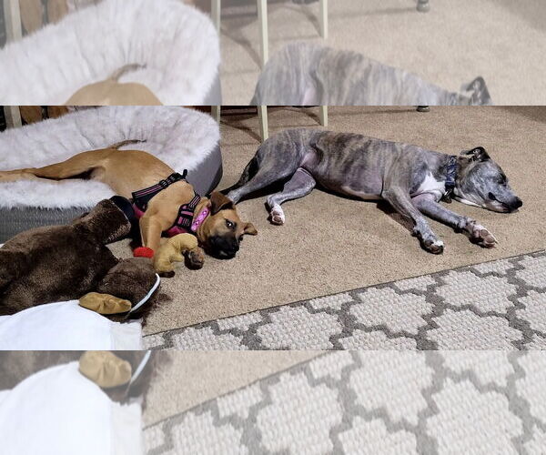 Medium Photo #16 American Staffordshire Terrier-Boxer Mix Puppy For Sale in Princeton, MN, USA