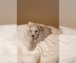 Puppy Puppy 2 Poodle (Toy)-ShihPoo Mix