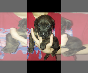 American Pit Bull Terrier-Doberman Pinscher Mix Puppy for sale in OAK HARBOR, WA, USA